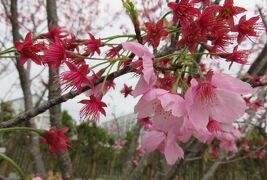 2017春、静岡県の桜(9/13)：国立遺伝学研究所構内(6/6)：修善寺桜、早生吉野、正福寺