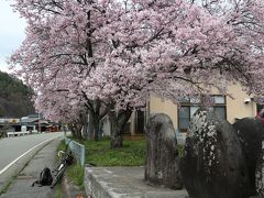 一足遅れの桜咲く