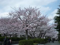 彦根城の桜