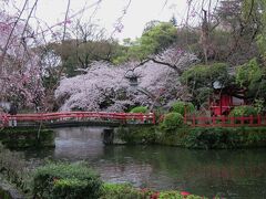 2017春、静岡県の桜(11/13)：三島大社境内(2/4)：染井吉野、八重紅枝垂れ、紅枝垂れ