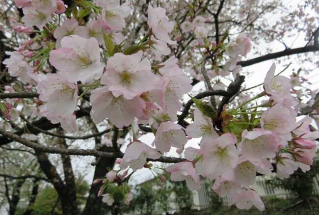 2017春、静岡県の桜(7/13)：国立遺伝学研究所構内(4/6)：300種類余の桜見本樹