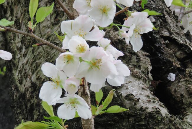 国立遺伝学研究所構内の300種類余の桜見本樹の紹介です。大急ぎで撮影しましたが、1時間程の見学時間でしたから、残念ながら、時間切れになってしまいました。<br />