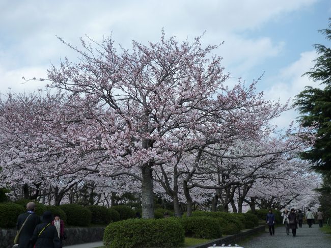 ツアーで行く時は、お花の時期が難しいですがばっちりでした。