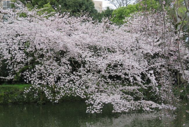 2017春、静岡県の桜(10/13)：三島大社境内(1/4)：染井吉野、八重紅枝垂れ、紅枝垂れ