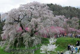 2017春、奈良県の桜(6/10)：又兵衛桜(3/3)：スイセン、菜の花、紅枝垂れ桜