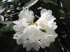 花をめでる～花みどり公園～シャクナゲ散歩