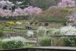 2017春、奈良県の桜(7/10)：花の郷・滝谷(1/4)：芝桜、染井吉野、紅枝垂れ桜、馬酔木