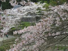 2017春、奈良県の桜(8/10)：花の郷・滝谷(2/4)：チューリップ、芝桜、水仙、染井吉野