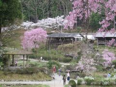 2017春、奈良県の桜(9/10)：花の郷・滝谷(3/4)：八重紅枝垂れ桜、ショウジョウバカマ