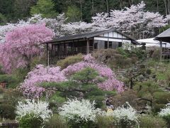 2017春、奈良県の桜(10/10)：花の郷・滝谷(4/4)：園内光景、椿、雪柳、連翹、金雀枝