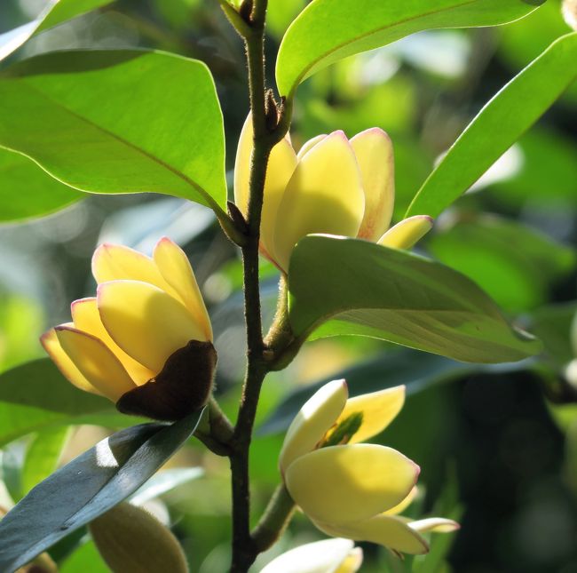 Japan  ELLiEさんに再訪を約束した赤塚植物園へ　～ミツバチばあやの冒険～