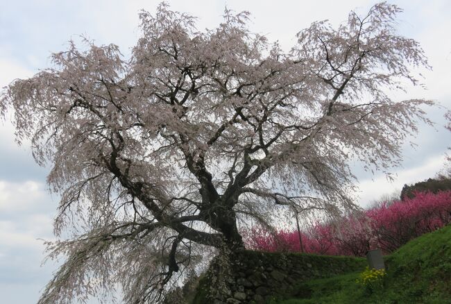 2017春、奈良県の桜(4/10)：又兵衛桜(1/3)：プリンス雅桜、緋寒桜、又兵衛桜