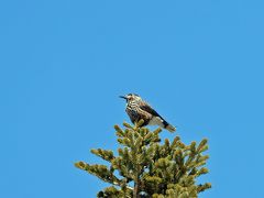 野鳥撮影記録（２０１７年４月）その７・信州