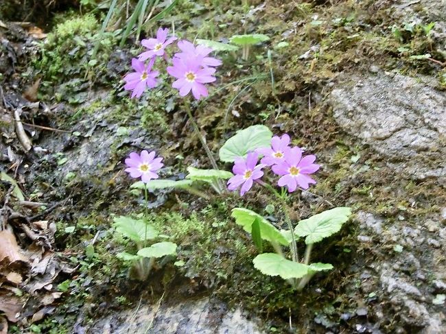 快晴の今日は、鈴鹿の鎌ヶ岳（1161m）に登ってきました。目的はイワウチワ、イワカガミ、アカヤシオなどの花と、ツツドリです。<br /> <br />花の時期は登山者が集中するので、駐車スペースを確保するのが大変なため、早朝に家を出ました。鈴鹿スカイラインにある登山者用駐車場は午前7時前にもかかわらず、すでに満車でした。仕方なく路肩に停めましたが、すぐ後にパトカーが巡回に来ましたが咎められずほっとしてそのまま駐車することにします。そこから湯の山温泉まで急な坂を下って鎌ヶ岳への「馬の背尾根ルート」の登山口がある三岳寺（さんがくじ）境内に向かいます。毎年この時期に同じルートを登っていて、地図を見なくても頭に入っているルートです。駐車した登山者たちのほとんど（9割以上）は隣の御在所岳に向かいます。わずかな登山者だけが鎌ヶ岳へ。<br /> <br />山岳雑誌の最新号でこのルートが紹介されたせいで、今日は登山者が多く見られます。例年は会う人もほとんどなく静かな山歩きができるルートです。オオルリ、キビタキが盛んにさえずっています。登るにつれてヤマガラ、シジュウカラ、ヒガラのさえずりが方々から聞こえます。ミツバツツジが満開ですが、肝心なアカヤシオはどうでしょうか。気にしながら汗を流し急な尾根を登っていきます。イワウチワがまだ全部は満開ではありませんが、咲いています。その後、イワカガミもちらほら咲いているのを見つけました。今冬は積雪が多かったようで、花が咲きだしてからまだ時間がたっていないようです。アカヤシオの花が散って落ちているのを散見するようになりました。落花の上を見上げると木に花を少し付けていました。完全には落花していないようです。この分ではもっと高いところに行けば満開のアカヤシオが見られそうで期待が膨らみます。<br /> <br />突然ツツドリの「ポポ、ポポ」の連続した声が大きく聞こえ、思わず「やったー」と叫んでしまいました。すると近くで今度は「ジュウイチー　ジュウイチー　ジュウイチー」とだんだん大きくなる声が。ジュウイチです。例年はもっと遅く渡ってくるのに、今年は4月末にやってきました。思わず儲けものです。カラ類のさえずりとトケン類の大声でとても賑やかです。サンショウクイも「ヒリヒリ」と飛んでいました。クロツグミらしき複雑なメロディーのさえずりも大きく聞こえますが、なかなか姿は見えません。居合わせた登山者たちにツツドリを説明するとその名前の由来に納得していましたが、ジュウイチはどうしてもそのように鳴いているとは思えないと言っていました。わたしにはジュウイチとはっきり聞こえますが。<br /> <br />頂上に近づくにつれてアカヤシオの花が見事になっていきます。ほとんど満開の状態で、今日登ってよかったと思いました。山ガールの4人組と知り合い、花の名前を教えてあげると、彼女たちはどれも聞くのも見るのも初めてで、その美しさに感心していました。もちろん彼女たちも劣らず美人ぞろいでした。<br /> <br />3時間で頂上に着きましたが、他のルートから登ってきた登山者で頂上は満員でした。やっと一人座る場所を見つけてランチです。気温が高く、頂上でも暑いくらいです。ヒオドシチョウが何頭か飛んでいました。例年この時期に満開の頂上のアカヤシオは今年はまだ固いつぼみです。食べ終わると、登山者が騒々しいので、さっそく下山です。<br /> <br />最短で下山できる武平峠ルートを考えましたが、「落石危険のため通行止め」になっていました。仕方なく、岩でごろごろで歩きにくい「長石谷（ながいしだに）ルート」を下ることにしました。谷を何度も渡り返す、滑りやすいルートです。今の時期はイワザクラやヤマルリソウが咲いています。道なき道を下って行きますとイワザクラの群生地がありました。たくさんのイワザクラがちょうど見ごろです。しかし、どういう訳か以前にはイワザクラと同じ場所にあって同じ時期に咲くヤマルリソウが見当たりません。花期がずれているのか、盗掘にあったのかは分かりませんが心配です。この谷沿いにはミソサザイがたくさん生息しています。大きな声で長いさえずりをしています。この谷沿いのルートはもうすぐヤマビルがたくさん発生して歩けなくなります。<br /> <br />全行程5時間半ぐらいかかりましたが、花と鳥で満足でした。暑かったのが大変でしたが。歩行数は17,000歩でした。<br /> <br /> <br /> <br /> 