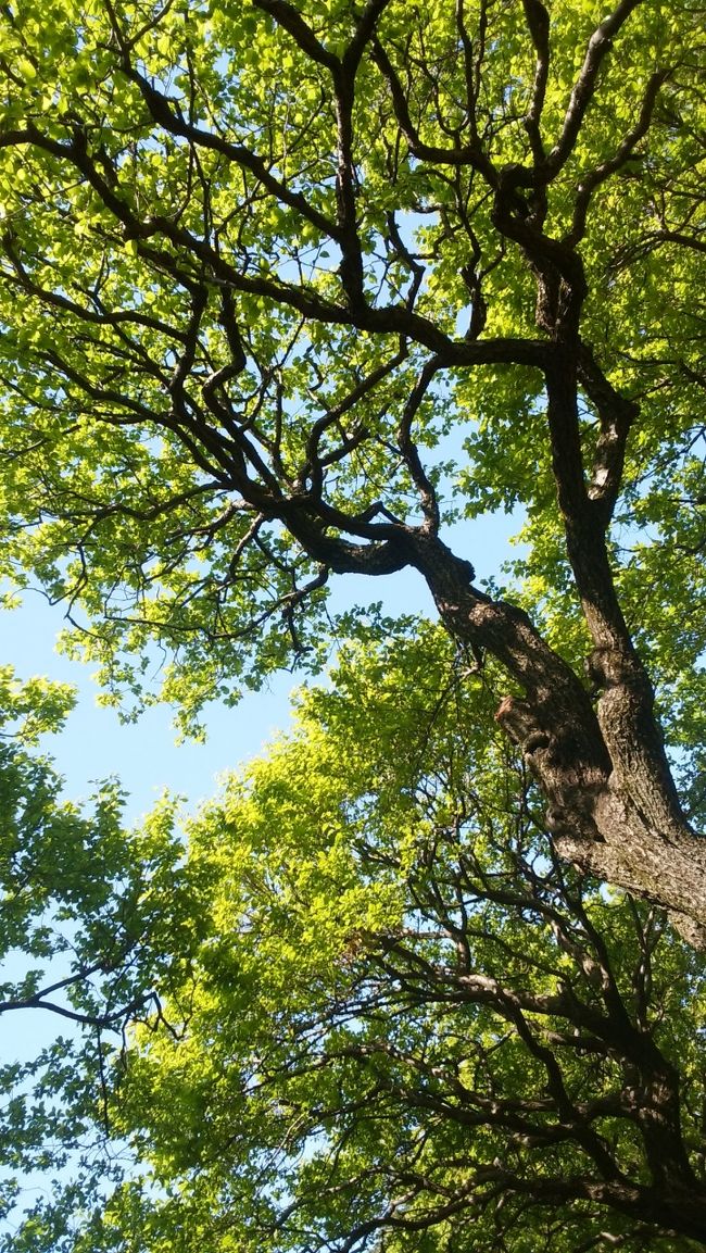 春のポカポカ陽気に誘われて、小金井公園で昼寝しようと、ふらっと妹＆幼なじみでむかいました。