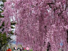 ＃東北で良かった！福島県喜多方市日中線の満開のしだれ桜に感動しました。その1