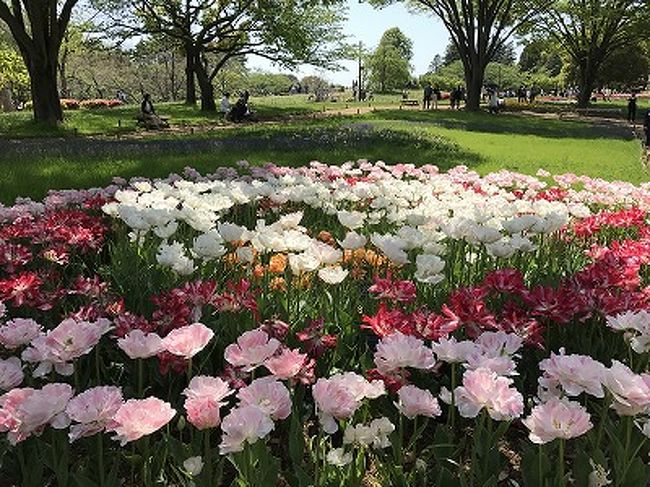 2017年春の連休です。初夏の日差しを感じながら「国営昭和記念公園」に<br />花を訪ねて一日遊びました。家族連れ・若者のグループがバーベキューと<br />広い公園は賑わっていました。<br />おばさん4人組も爽やかな5月の風を感じながら花めぐり。<br />広い公園の中を散策です。チューリップ・ポピー・モネフィラと心ときめく春<br />花の世界を遊びました。<br /><br />