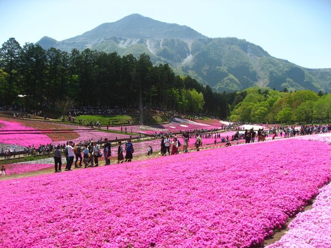 ＧＷ前半は埼玉の羊山公園の芝桜と日本100名城の鉢形城と川越城を見てきました。旅行記は４つにわけました。<br />旅行記の１は最初から西武秩父駅までです。<br /><br />★散歩ルート<br />横瀬駅→羊山公園（芝桜）→西武秩父駅（関東の駅百選）→御花畑駅→寄居駅→鉢形城（日本100名城）→川越市駅→川越城（日本100名城）→川越さんさく→トシノコーヒー→時の鐘ライトアップ→川越駅