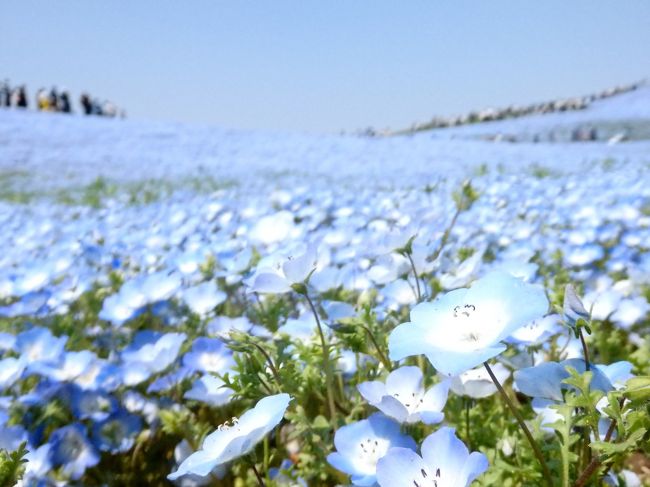 フォートラでもよく目にして、以前から一度見てみたいと思っていた、ひたち海浜公園のネモフィラの絶景。<br />母も見に行ってみたいということで、意見が一致。一緒に出かけてきました。<br />今年はゴールデンウィークが見頃の時期に当たり、天気のいい日曜日、とてもたくさんの人が訪れていましたが、空色の絨毯が広がるかのような一面のネモフィラを見られて大満足♪<br />チューリップもピークは過ぎていたようだけれど、まだ見頃。種類も豊富で、色とりどりのパッチワークのようなガーデンの散策も楽しんできました。<br />カメラの設定をずっと間違えたまま撮っていたため…画質が粗いのですが、よろしければご覧ください～。