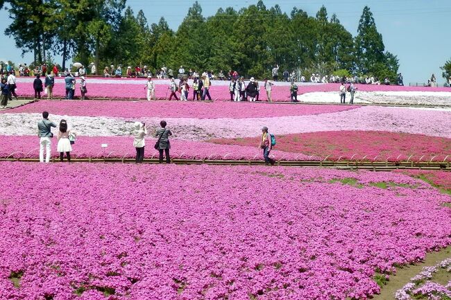 ３年前の春に琴平丘陵のハイキングがてら羊山公園の芝桜を見ましが、この年は２月～３月の大雪の影響で花の咲き方がイマイチでした。<br />今年も見頃を迎えた４月下旬に、前回と同様、琴平丘陵のハイキングを兼ねてトレッキング仲間14名で再び芝桜を見に行きました。<br />今年の「芝桜まつり」は４月14日～５月７日まで・・・天気も良かったので大勢の観光客が訪れており、ピンクを中心とした花の絨毯をタップリ楽しむことが出来ました。