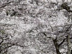 がいせん桜　出雲街道新庄宿　