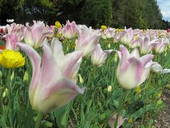 国営備北丘陵公園～チューリップの咲く公園へ♪2017母娘の春まつりの思い出～広島県庄原市