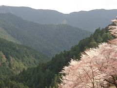 念願の吉野の桜