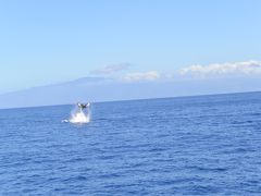 2017年春休み マウイ島でのんびりするわよ！<ホエールウォッチング, B級グルメ＞