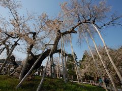 山形で桜巡り　～白鷹の釜ノ越桜・薬師桜と伊佐沢の久保桜～