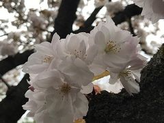 京都の桜