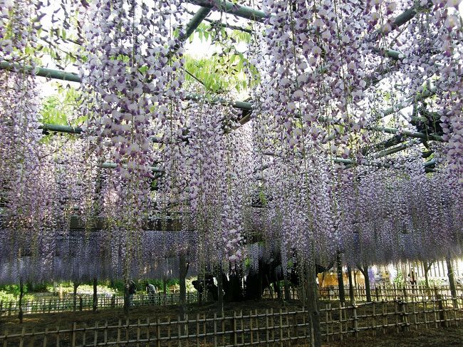 今朝の早朝ウォーキングは加須市(旧騎西町)にある玉敷神社の大藤を見ながら歩きます。<br /><br /> リハビリで毎朝、実施している、ウォーキングを今日は早朝ウォーキングを普段のコースを離れて加須市にある、玉敷神社と大藤を見ながら歩くコースに変更して玉敷神社を訪れ歩いてきました。<br /><br />加須市の玉敷神社の大フジを見ながら歩きます。<br />