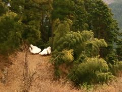 【日帰り登山】伊豆ヶ岳登山　山中に”手”が！