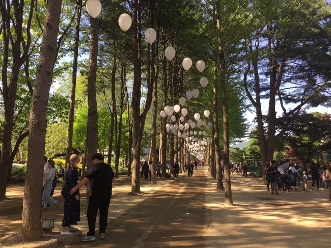 ITXに乗り一時間半かけて行って来ました!今の時期は沢山の花が咲き誇り最高に綺麗でした!<br />パスポートを見せると入島料は10000ウォンが8000ウォンになりました。<br /><br />南怡島につくまでのボートにはワイファイもありました。沢山食べるところがあり楽しいし、島には孔雀が歩いてたり、リスやウサギやあひるもいました!残念ながら駝鳥には会えなかったのですが!<br /><br />ソウルからなら日帰りで行けますから又来たいです!