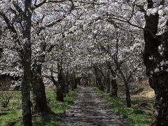 茅部神社　桜並木　Kayave Jinjya Sakura Namiki