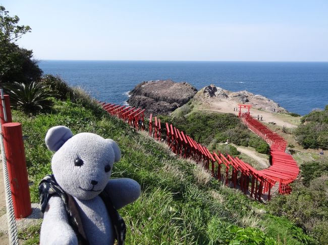 角島を後にして、北上して長門市の元乃隅稲成神社へ。<br />地元民としては、ここの名所は龍宮の潮吹きだったはずなんですが、横の元乃隅稲成神社の数々のアイデアと、数年前にＣＮＮが日本の絶景としていきなり紹介するということがありまして、今やすっかり神社の方がメインの観光地になりました。<br />急激な人気で、道路等インフラが全然追いついていないという問題もありつつ、とりあえず最近の様子を見に行って、そのあと大回りに俵山のシャクナゲ園の様子も見に行ったのでした。<br />ちなみに２０１２年の元乃隅稲成神社（というかこのときは龍宮の潮吹きを見に行く）の様子はこんな感じ。<br />http://4travel.jp/travelogue/10717747<br />日本一入れにくい賽銭箱付き鳥居の場所が移設されるなど、だいぶ様子が変わってたのでした。<br /><br />※コメント入れが途中ですが、ゴールデンウィークに突入しちゃったのでひとまず公開。<br />なお、２０１７年５月３日１４時過ぎ、小郡方面を車で走っていたら、道路の電光交通案内掲示に「長門市元乃隅稲成神社周辺渋滞中」と表示されてました。<br />かなり離れている小郡で表示されるあたり、相当渋滞しているようです。旅行中・計画中の人はゆとりのある時間配分にした方が安全です。