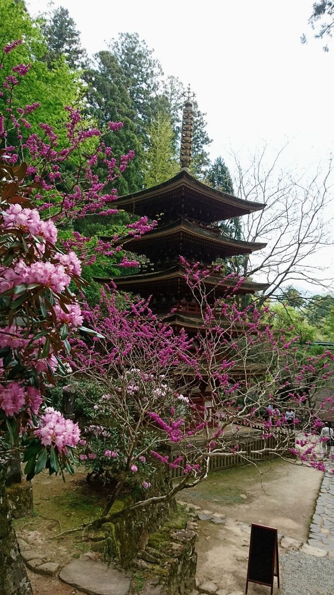良い天気なので、ちょうど花真っ盛りの奈良までドライブ。京都と違って神社や寺があちこち離れているので車で行くのがおすすめです。でも12300歩も歩いてました。階段も一杯あり良い運動になります。