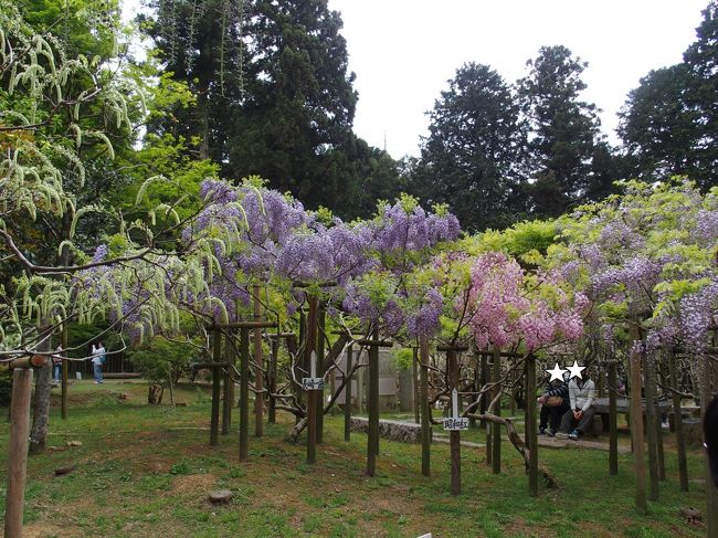春日大社の樹齢800年の砂ずりの藤を見に出かけ、日本最古の神社の一つの大神神社(おおみわじんじゃ)にも立ち寄りました<br />春日大社の隣に万葉植物園があり、藤の園の20種200本の内、早咲き、中咲きの藤が見頃を迎えていました<br /><br />春日大社の社紋は「下り藤」。 藤は境内随所に古くから自生し、藤原氏ゆかりの藤ということもあり、次第に定紋化されました。 御巫（みかんこ）の簪又、若宮おん祭の「日の使」の冠にも藤の造花が見られます。 とりわけ御本社の「砂ずりの藤」は、名木として知られます。(ＨＰより) <br /><br />藤の花の名所は全国各地にありますが、樹齢2000年の才の神の藤（京都府福知山市大江町南有路）、樹齢1000年の大歳人神社（兵庫県宍粟市山崎町上寺、「環境省日本のかおり風景100選」に選ばれている。）(全国の藤の名所一覧表より)など、藤は長生きな植物ですね<br /><br />一般名称としての藤には、つるが右巻き（上から見て時計回り）と左巻きの二種類がある。右巻きの藤の標準和名は「フジ」または「ノダフジ」、左巻きの藤の標準和名は「ヤマフジ」または「ノフジ」である(牧野富太郎の命名による)。<br />日本産のフジは固有種[2]。海外のフジは、フジ属に属する別の品種である。<br />(ウィキペディアより)<br />藤はマメ科の植物、ノダフジは房が長く、ヤマフジは房が短いのが特徴<br /><br />調べてみると藤の花は奥が深い植物でした<br /><br />愛知県では津島の天王川公園、江南市の曼陀羅寺の藤が有名ですね<br /><br />春日大社　Ｐ1000円<br />開門時間：<br />夏期（4月～9月）6：00～18：00<br />冬期（10月～3月）6：30～17：00<br />本殿前特別参拝は、8：30～16：00 <br />特別参拝大人500円<br /><br />万葉植物園　<br />開苑時間：<br />3月～10月／9：00～16：30（17：00閉門）<br />11月～2月／9：00～16：00（16：30閉門）<br />定休日：<br />3月～11月／無休<br />12月～2月／月曜（ただし、祝日等と重なった場合は翌日）<br />拝観料：<br />大人 ／500円（団体20名以上400円）<br />小人 ／250円（団体20名以上200円）<br />拝観料には消費税を含む<br /><br /><br />大神神社　Ｐ無料<br />毎月１日、当神社の社頭は「朔日詣り(ついたちまいり)」をされる方々で賑わいます。 「朔日詣り」は、前の月の神様からの御加護に感謝を申し上げると共に、今月も益々の御加護をいただけることを願うお詣りです。 <br />また自動車お祓所（二の鳥居向かって右）では、毎月１日限定（※１月を除く）で「ついたち朝市」が催されています。朝市には農家の方々からなる当神社崇敬組織「豊年講（ほうねんこう）」の皆さんが丹精を込めて育てた野菜やお花などがズラリと並び、採れたての新鮮な野菜などが安価で購入出来るとたいへん人気で、朔日詣りのお楽しみの１つとなっています。<br />是非ともお誘い合わせの上、毎月１日には「お朔日詣り」にお越しください。(ＨＰより)<br /><br />