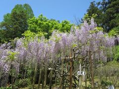 母と行く春日大社・萬葉植物園☆いろんな藤を楽しみましたヽ(^o^)丿麝香藤の良い香りにうっとり♪