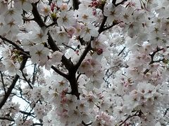 桜旅情　ＩＮ　釜山