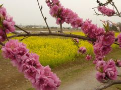 ２０１７中川やしおフラワーパークの花桃