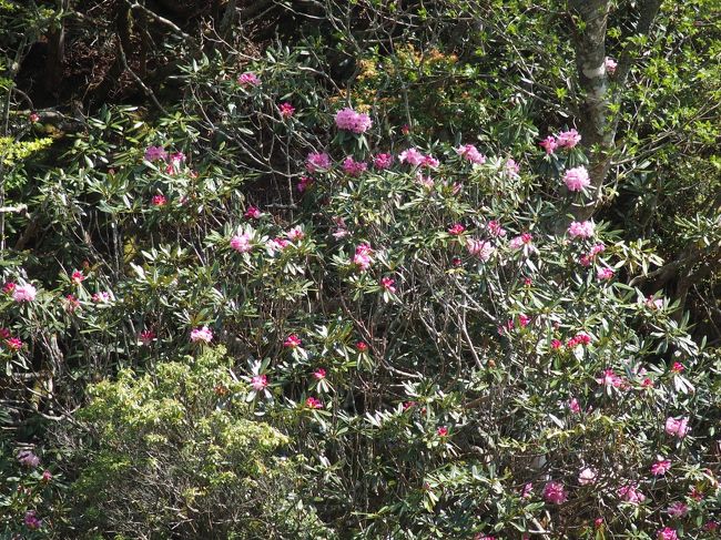 正法寺の藤を見に出かけましたが一房開花しただけで早すぎました<br />日野ダリア園の牡丹は見ごろでしたが、芍薬はイト芍薬のみ咲いて、他の芍薬はまだ蕾でした<br />近くの国の天然記念物の鎌掛ほんしゃくなげ群落のホンシャクナゲは見ごろでした<br />健脚コース片道30分を歩きましたが、車道(歩行者専用)を歩いた方がほんしゃくなげ群落は良く見えます<br /><br />正法寺から徒歩10分ほどのところに国の天然記念物鎌掛の屏風岩があります<br />”鎌掛（かいがけ）　には「ほんしゃくなげ群落」と「屏風岩」という、国指定の天然記念物が２つあります。<br /><br />天然記念物が同地域に混在することは大変珍しく、全国では現在、ここ鎌掛地区だけとなっています。<br />※天然記念物の保全にご協力ください。<br />●天然記念物　鎌掛谷のほんしゃくなげ群落地<br />日野町鎌掛（かいがけ）の集落から東へ約２㎞、標高３～４００ｍの石楠花谷と呼ばれる渓谷の斜面一帯に【ほんしゃくなげの群落】が見られます。ほんしゃくなげは普通標高１０００㍍以上の山地にしか見られない高山植物であり、比良山地や鈴鹿山脈に多く自生していますがここ石楠花谷の爺斧岨（やふそ）川沿い約４万㎡にわたって２万本が 群生しており、低地に自生しているのは全国的にも類がなく、【鎌掛谷ほんしゃくなげ群落】として、昭和６年に天然記念物に指定されています。４月下旬から５月上旬にかけていっせいに開花し、谷間一帯が淡い紅色に染まっていきます。<br /><br />開花時期には、ほんしゃくなげを観賞する多くの人で賑わいます。<br />【交通情報】近江鉄道日野駅から鎌掛行バス鎌掛（停）下車。徒歩約３０分<br />（開花時期のみ臨時バス運行あり）”(日野ダリア園ＨＰより)<br /><br />普門山正法寺　Ｐ無料　滋賀県蒲生郡日野町鎌掛2145<br />保全協力金200円<br />後光藤見頃5月上旬から中旬<br /><br />ＮＰＯ法人日野ダリア園　正法寺の隣　滋賀県蒲生郡日野町鎌掛2198-1<br />開園期間　ダリア園　8月上旬から11月初旬<br />　　　　　牡丹・芍薬苑　4月下旬から5月下旬<br />開園時間　9時～16時<br />休演日　火曜日(開花期の開園時は無休)<br />駐車場　無料約50台、観光バス可<br />入場料　中学生以上500円　小学生200円　<br />　　　　年間パスポート有り1,500円<br /><br />国指定天然記念物鎌掛ほんしゃくなげ群落<br />保全協力金400円(小学生200円)