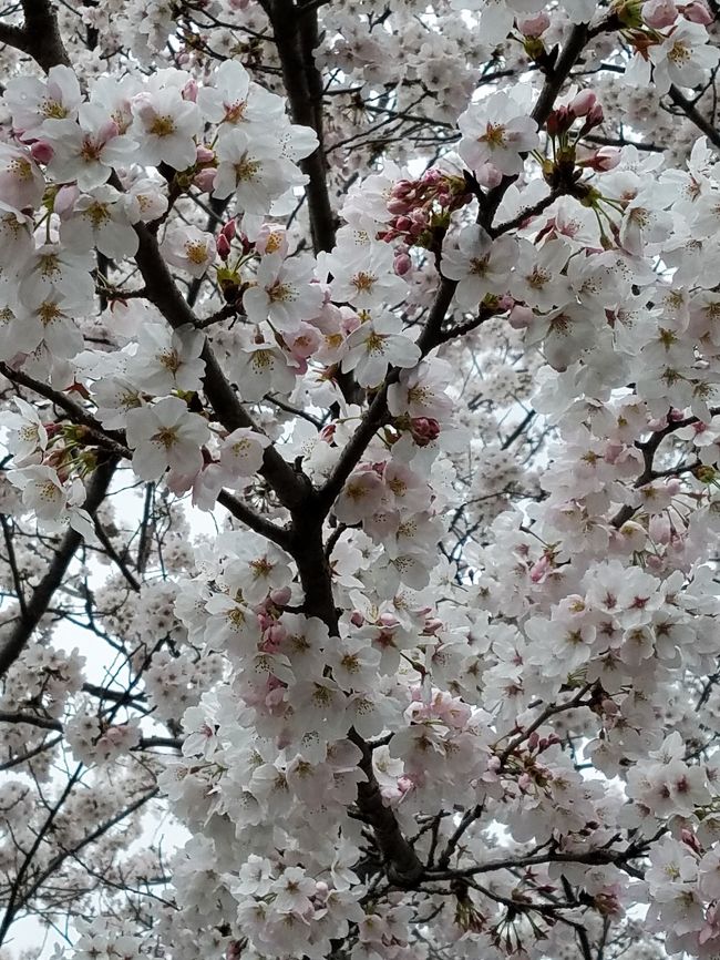 桜のお花見に　慶州　鎮海　釜山を周ってきました!(^^)!<br /><br />釜山の上空からでも桜がいたるところを埋め尽くしているのが観えワクワク感動しながら降り立った釜山<br />楽しみだ～