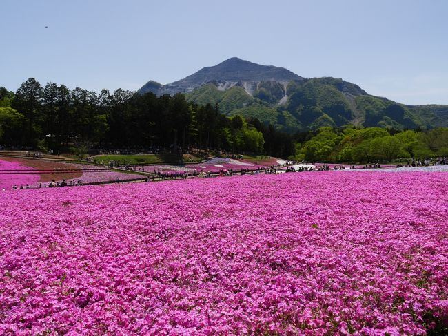 前々から気になっていた羊山公園の芝桜。<br />ゴールデンウィークの合間に有給休暇を取得してふらっと羊山公園へ。