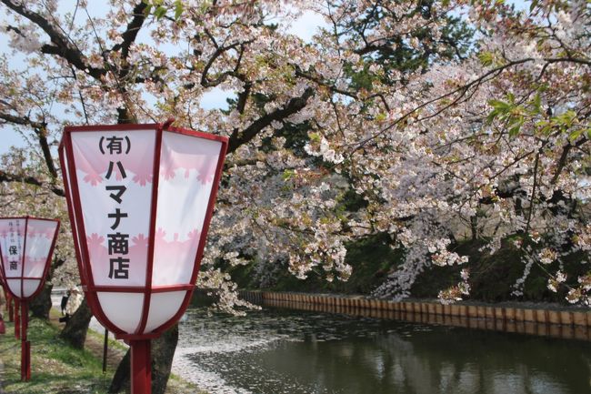 15時間の弘前の旅。夜桜からスタートし翌日の昼間に再度お花見です。<br />想像以上に綺麗すぎて感動しました。<br />こんなに満足できたお花見は生まれて初めてかも。<br />弘前城の桜を管理されてる方に感謝です。<br /> <br />お堀の周りの桜は視線の高さに桜を見られて本当に満足でした。<br />本当のさくら祭りです。<br /><br />美味しいもの：平内町 アラコウ水産 カリポリ貝ひも！駅のコンビニで見かけ初めて購入。車内のおつまみに最高です！個人的にはマヨネーズ味が一番好き。おすすめです。<br />あとは、なかよしのカマンベール味。イカとチーズが美味しい。