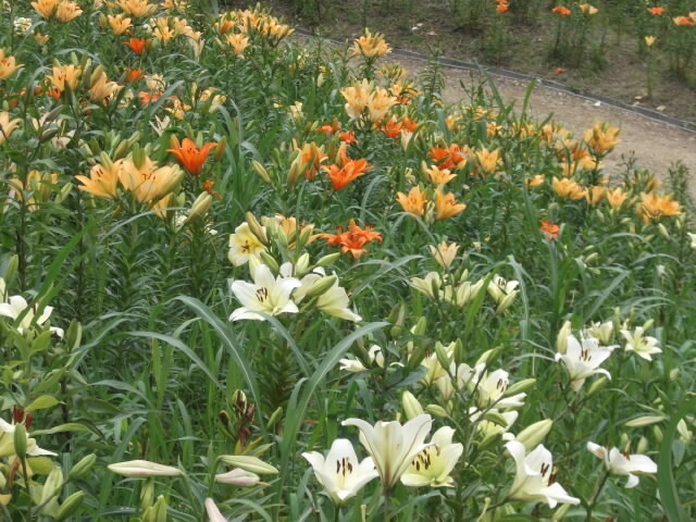 いつもの山友達でどこか歩こうという予定でしたが、イマイチな天気予報に山はきっぱり諦め初夏の花見に変更しました。案の定、朝は小雨が降っています。山歩きだったら決行するの？　中止？とやきもきしたことでしょう。<br /><br />まず森町の小国神社に。いつも空いている天竜浜名湖鉄道が見たことないくらい混んでいましたが、さわやかウォーキングが開催されていたようです。私たちは神社の送迎バスでお先に。<br />神社に参拝した後、花菖蒲園に入りました。色とりどりの花菖蒲がきれいに咲いていて良い雰囲気。近くの加茂花菖蒲園には比べるべくもありませんが、入場料も５分の１(笑)。十分満足です。<br /><br />タクシーで袋井市の可睡ゆり園に。こちらも大勢のお客さんで賑わっていました。お昼どきだったので、ゆりの天ぷらを食べました。車じゃないのでビールも！<br />広い園内を散策、ホントにいろんな種類のゆりが咲いていました。皆さん、写真を撮りまくっています。入場料は高いけど、やはりこちらのほうが満足度高い!?<br /><br />曇天で暑くもなく寒くもなく。しかも花菖蒲もゆりも満開に近く開花していたのは初めてのように思います。参加の皆さんも喜んでくれて良い一日でした。