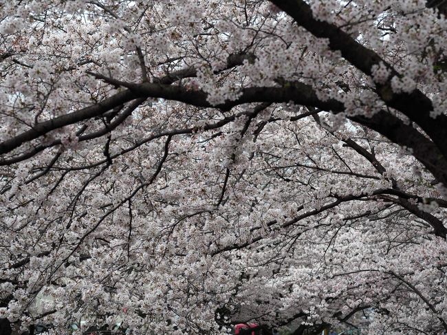 今年の花見は一度だけ。<br />毎年恒例の麻生川の桜(小田急線柿生駅付近)だけです。<br /><br />例年、満開の日の予想が難しいのですが、<br />今年は、ほぼ満開の花見ができました。<br />曇っていたのが少し残念でしたが.....<br /><br />花見の後も恒例の焼肉をいただき、2017年の花見は終了です！<br /><br /><br /><br /><br /><br />《使用カメラ》<br />　OLYMPUS PEN E-P5 (ミラーレス一眼 2014年購入)<br />　iPhone6s (2015年購入) <br />　 