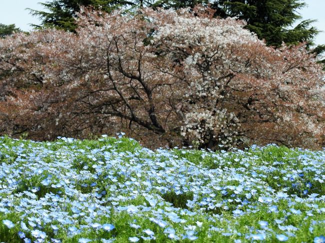 ソメイヨシノと芝桜のコラボを見にいきました。<br />ソメイヨシノはほぼ散ってしまっていましたが、他にもいろいろと見どころがありましたので、館林の春を堪能できました。<br /><br />http://shihop0809.web.fc2.com/source/tatebayasi01.html<br />