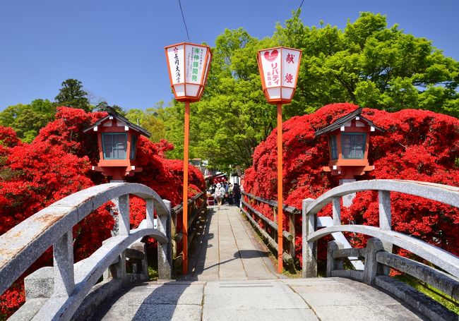 桜の季節が終焉し、漸く心穏やかな毎日が過ごせるようになったばかりですが、今度はツツジや牡丹の開花情報で心が乱される時期になりました。近場でこの２つを同時に愛でられるスポットがないか探したところ、長岡京がヒットしました。<br />キリシマツツジで知られる長岡天満宮が鎮座する洛西 長岡京の地は、菅原道真が在原業平らと共に詩歌管弦を楽しんだとされる縁深い場所です。また、この周辺は菅原家の所領地でした。<br />道真は、京の都から太宰府へ左遷させられる途中に長岡の地へ立ち寄り、「我が魂長くこの地にとどまるべし」と名残を惜しみました。その際、近臣の中小路宗則が道真自作の木像と念持仏を託され、道真の死後、ここに祀ったことが長岡天満宮のはじまりです。<br />元々皇室の崇敬が篤く、度々寄進や造営を受け、１６３８（寛永１５）年には八条宮智仁親王によってランドマーク的な八条ヶ池が築造されました。その池に渡された参道の両側にキリシマツツジが植樹され、樹齢１００～１５０年のキリシマツツジが情念の如く深紅に燃え盛る姿は日本屈指の美しさと讃えられています。<br />現在の社殿（本殿、祝詞舎、透塀）は１９４１（昭和１６）年に京都 平安神宮の社殿を移築したものであり、丹塗りの美しい拝殿は既存の拝殿を増改築して１９９８年に竣工しており、府文化財にも指定されています。尚、現在の敷地は２万余坪ですが、明治時代まではこの５倍もの広さがあったようです。<br />長岡天満宮のＨＰです。<br />http://www.nagaokatenmangu.or.jp/