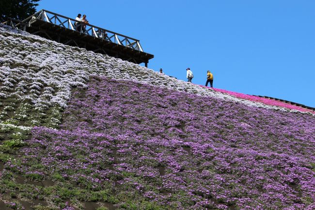 芝桜のキレイなパツチワークのような景色はみられなかった。<br />平日でそんなに混雑はない。<br />エリアを順番に車で移動する。<br /><br />家族連れなど1日楽しめそうだ。