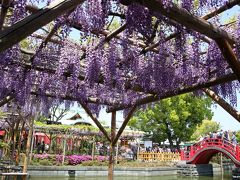 ＧＷ初日は東京散歩：亀戸天神社（藤の花）、根津神社（つつじ）、GINZA SIX（南瓜）、東京ミッドタウン（鯉のぼり）